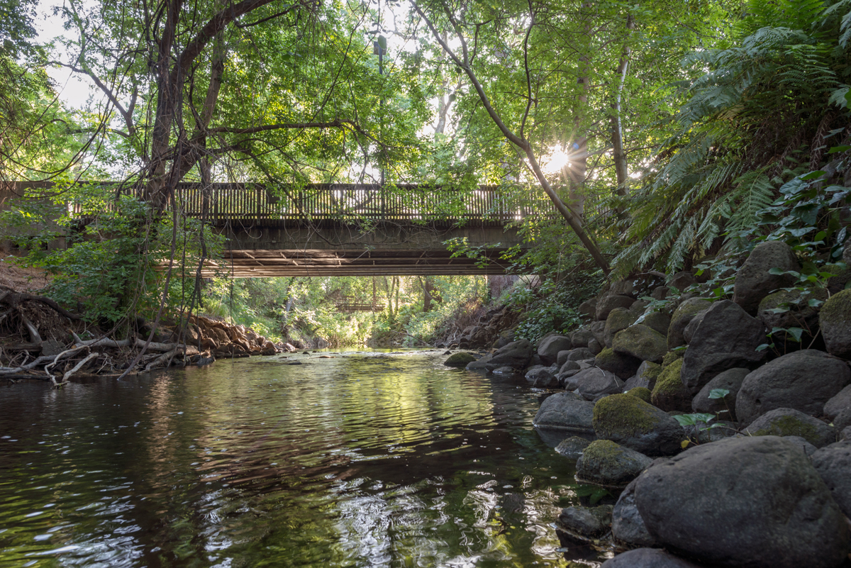 Big Chico Creek flows from the Sierra Nevada foothills, through Bidwell Park and the Chico State campus.