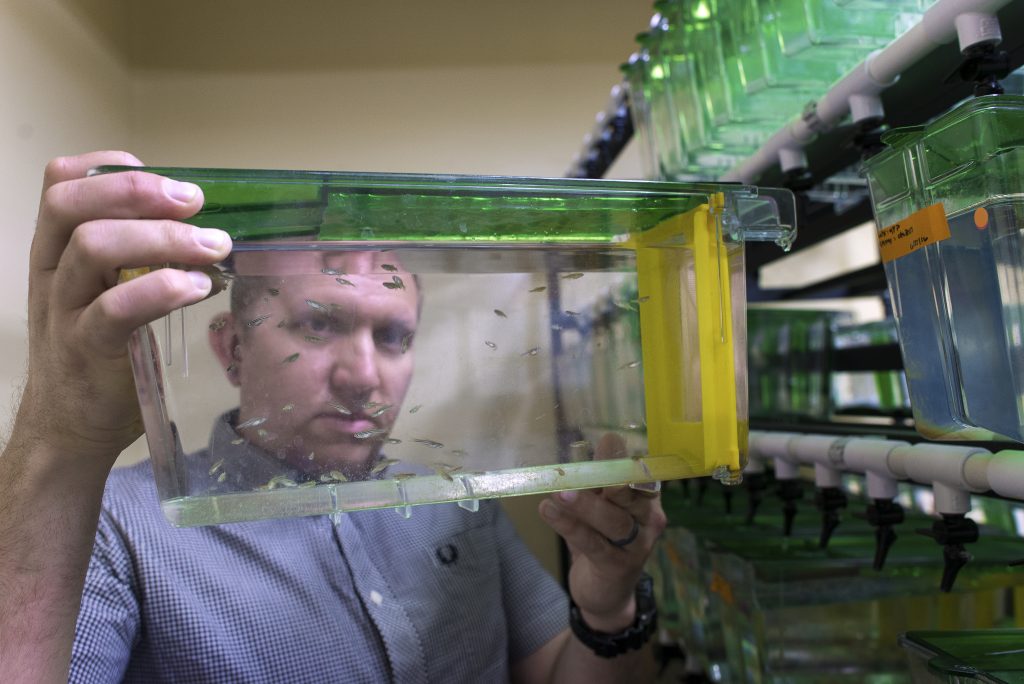 Assistant Professor Dave Stachura has students utilize zebrafish as a model system since their blood cells are similar to a human's.
