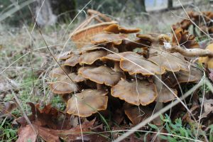 A cluster of brown honey mushrooms sprouts from the grass.