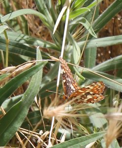 A brown and white spotted butterfly rests of a blade of grass.