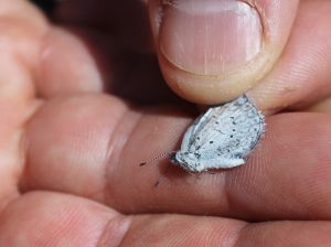 A light blue butterfly with tiny black spots is held by the wings between two fingers.
