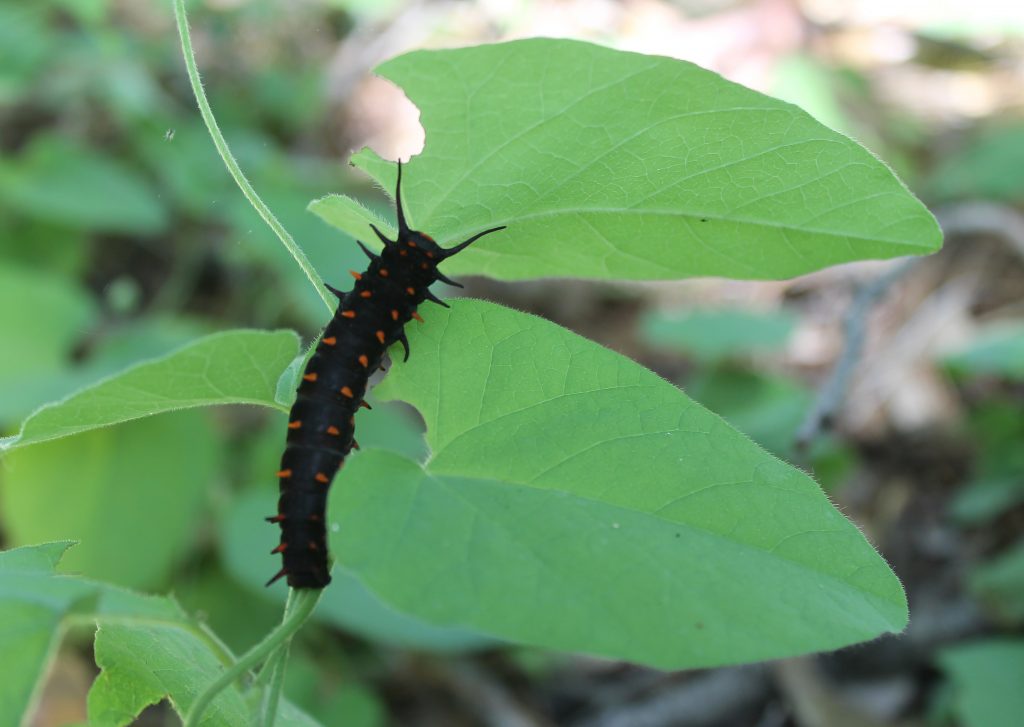 A black and orange caterpillar leaves giant holes in leaves as it eats its way through the plant.
