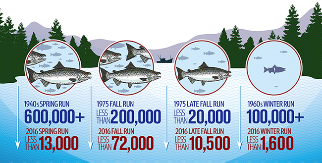Infographic showing the dramatic decrease in number of salmon in each season's run.