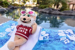 Willie the Wildcat relaxes by the pool.