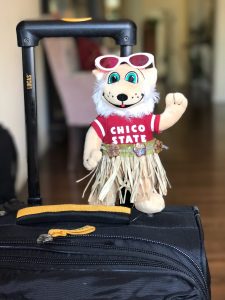 Willie the Wildcat stands on a piece of luggage