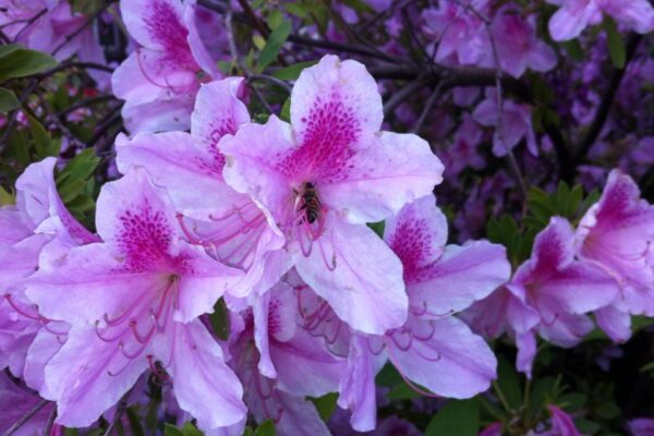 Purple azaleas in bloom