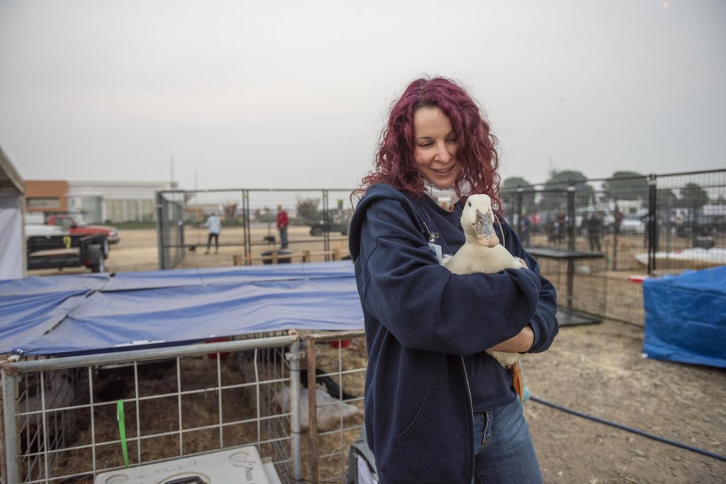 Becky Brunelli holds a duck in her arms outside makeshift pens.