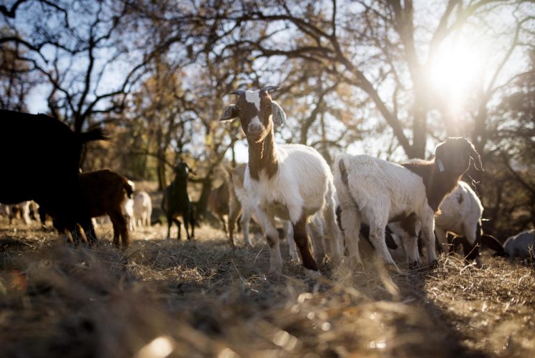 A group of goats munch on dry grass as a measure to cut back on fire fuels in the Big Chico Creek Ecological Reserve.