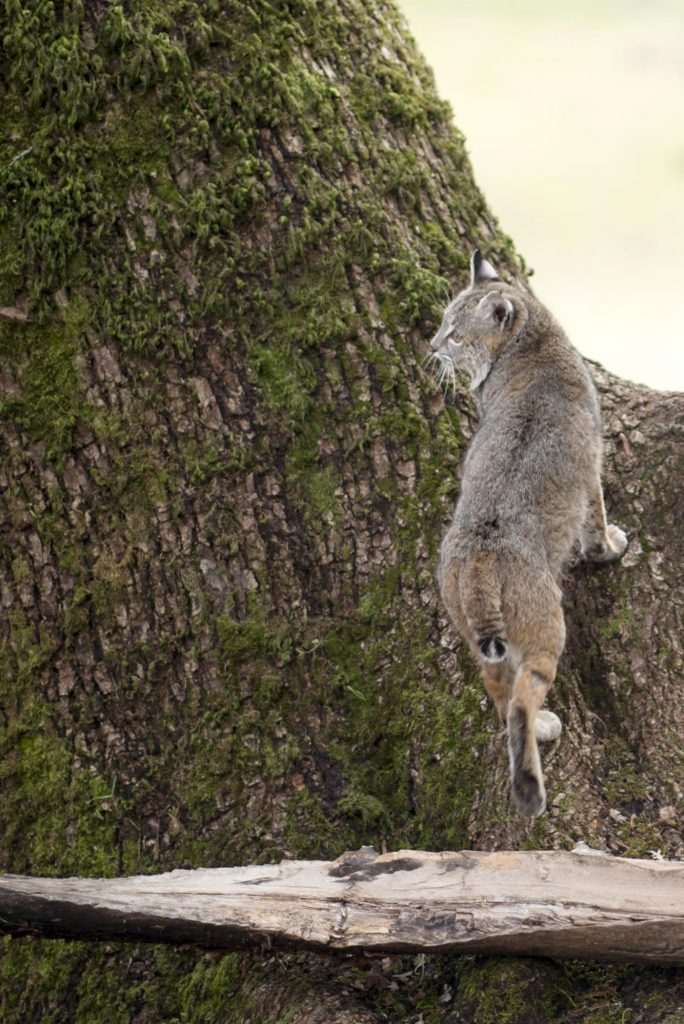 A bobcat climbs up the mossy trunk of a maple tree, while looking off to the side as his former captors.