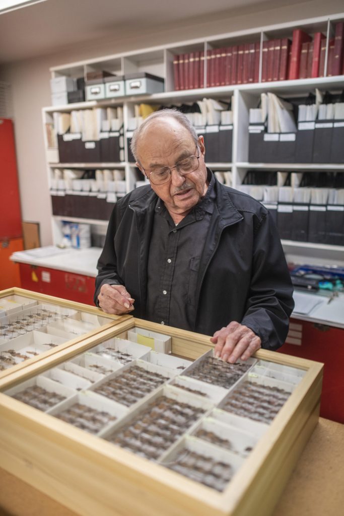 Mattoon eyes hundreds of butterfly specimens in tidy rows in a wooden box.