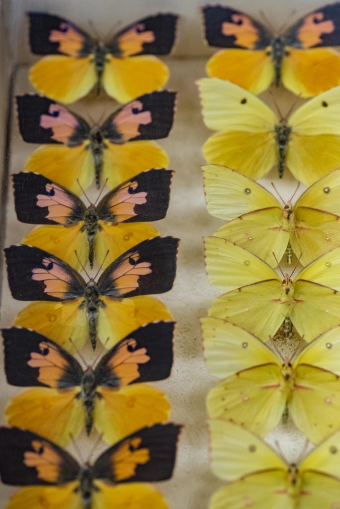 Colorful yellow and orange butterflies lay in rows.