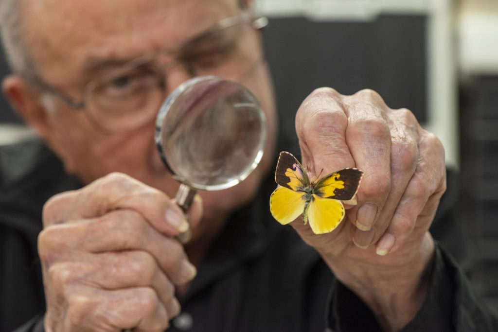 Sterling Mattoon squints through a magnifying glass at a yellow and black butterfly in his hand
