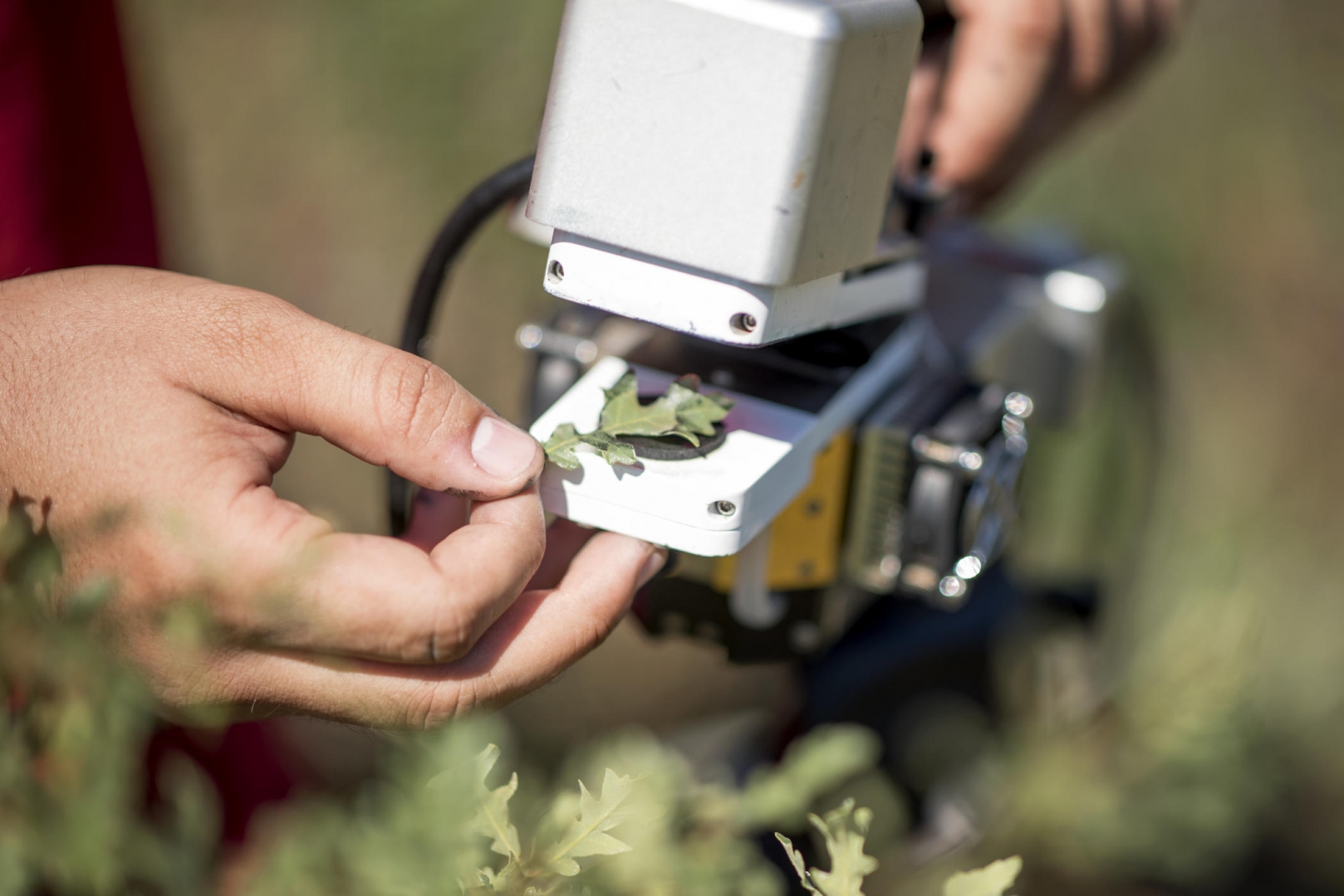 A hand holds an oak leaf between two fingers as it puts it into an infrared gas analyzer to measure photosynthesis.