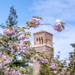 Trinity Hall's bell tower is visible through a cluster of spring blossoms.