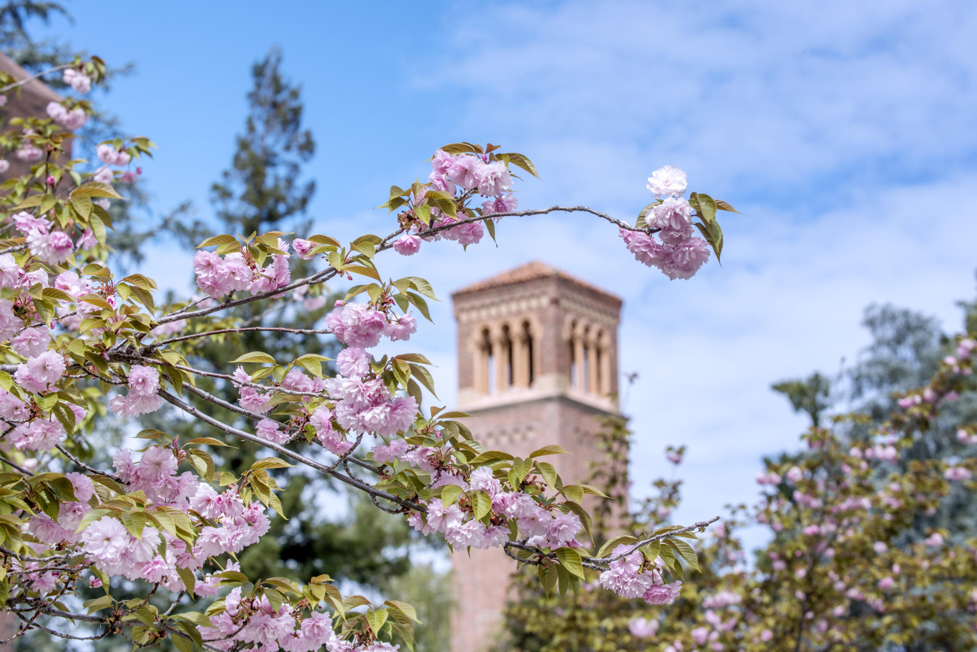 Trinity Hall's bell tower is visible through a cluster of spring blossoms.