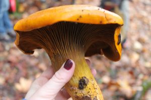 An orange jack-o'-lantern mushroom is held in a person's hand.