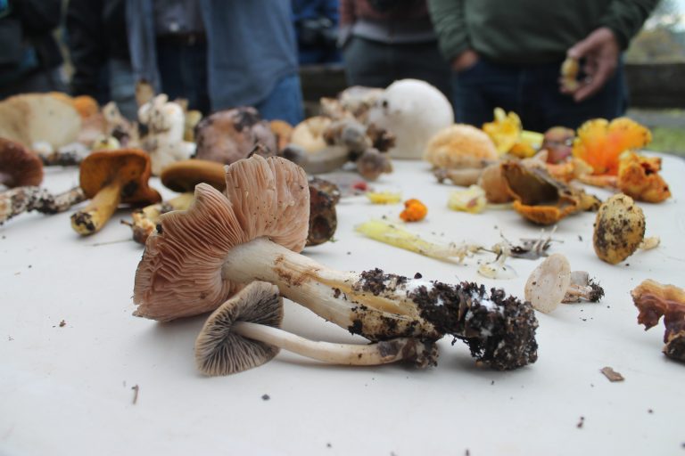 A variety of mushrooms are laid out on a table still covered in dirt.