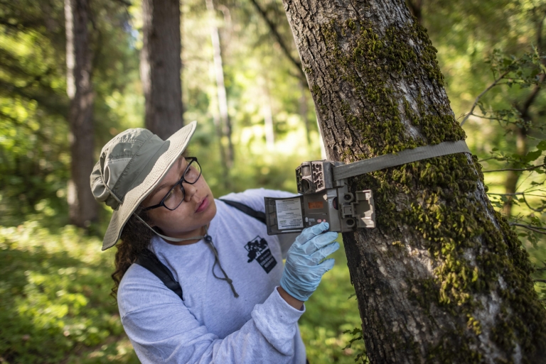 Jackie Rodriguez adjusts a trail camera mounted to a tree by a strap.