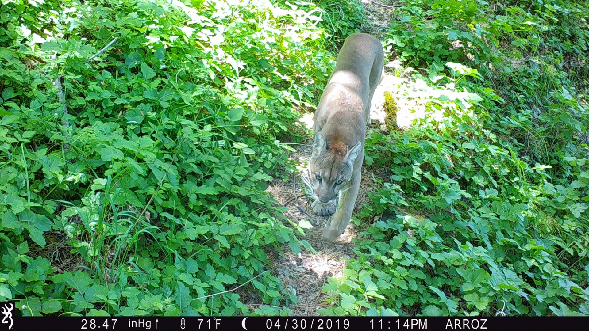 A mountain lion walks on a narrow path between clusters of poison oak and other plants.