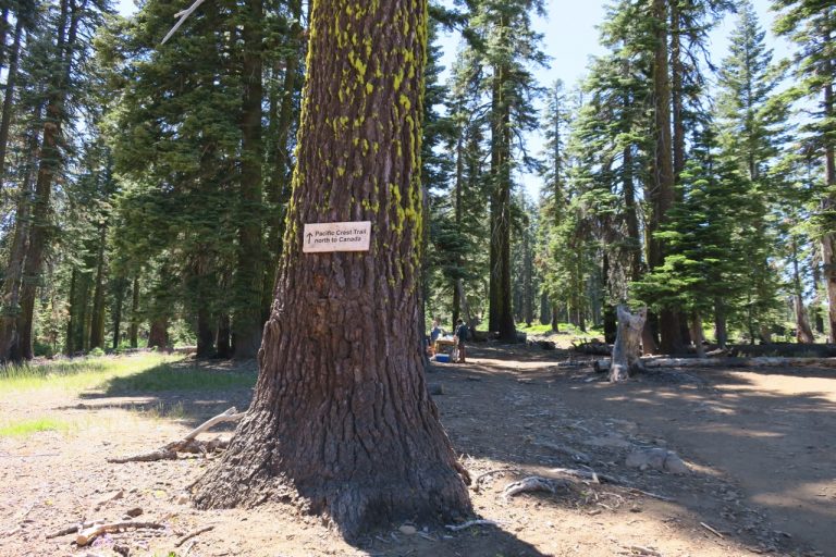 Photo of "Pacific Crest Trail north to Canada" sign tacked onto a tree.
