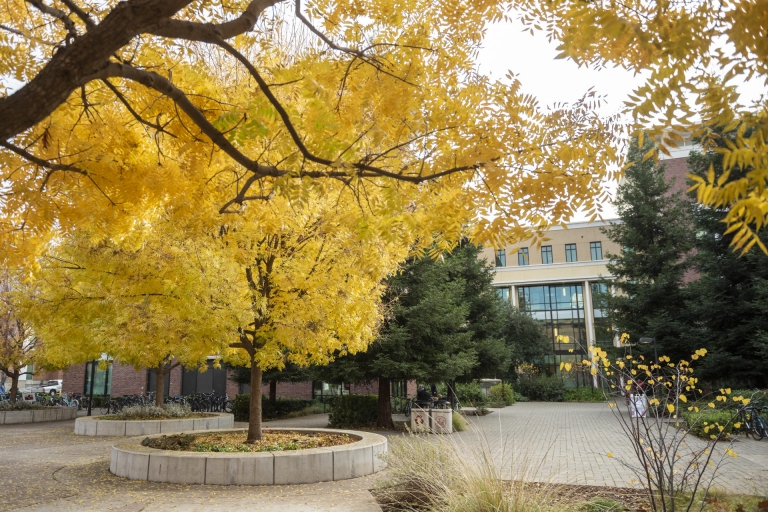 Bright yellow leaves of fall adorn a tree on a college campus.