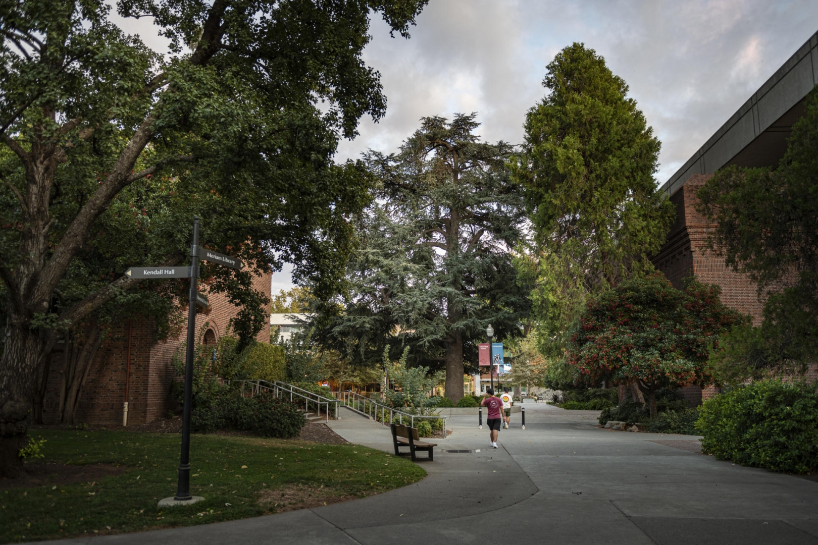 Students walk on a Chico State walkway flanked by tall trees.