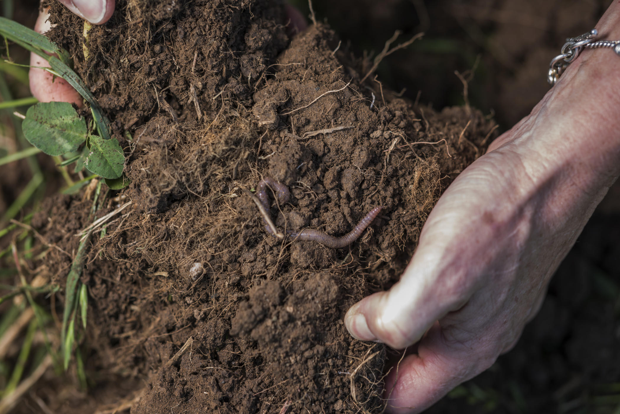 A worm in the handful of soil in the grazing pasture at the University Farm is part of the regenerative soil program that makes efforts for sustainability farming possible.
