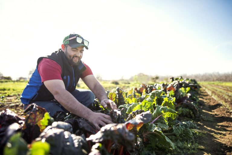 Chico State student Eduardo Puentes tends to the crops at the Organic Vegetable Project space at the University Farm. Chico State is a leader in the field of regenerative agriculture and is hosting a regional conference this weekend at the University Farm.