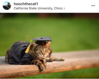 Instagram photo of a cat in a cap and gown costume