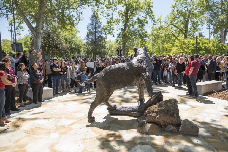 The Wildcat Statue is perched in front of an audience of hundreds of Chico State students, staff and faculty.