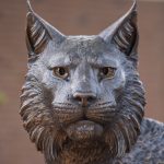 close-up of the wildcat face