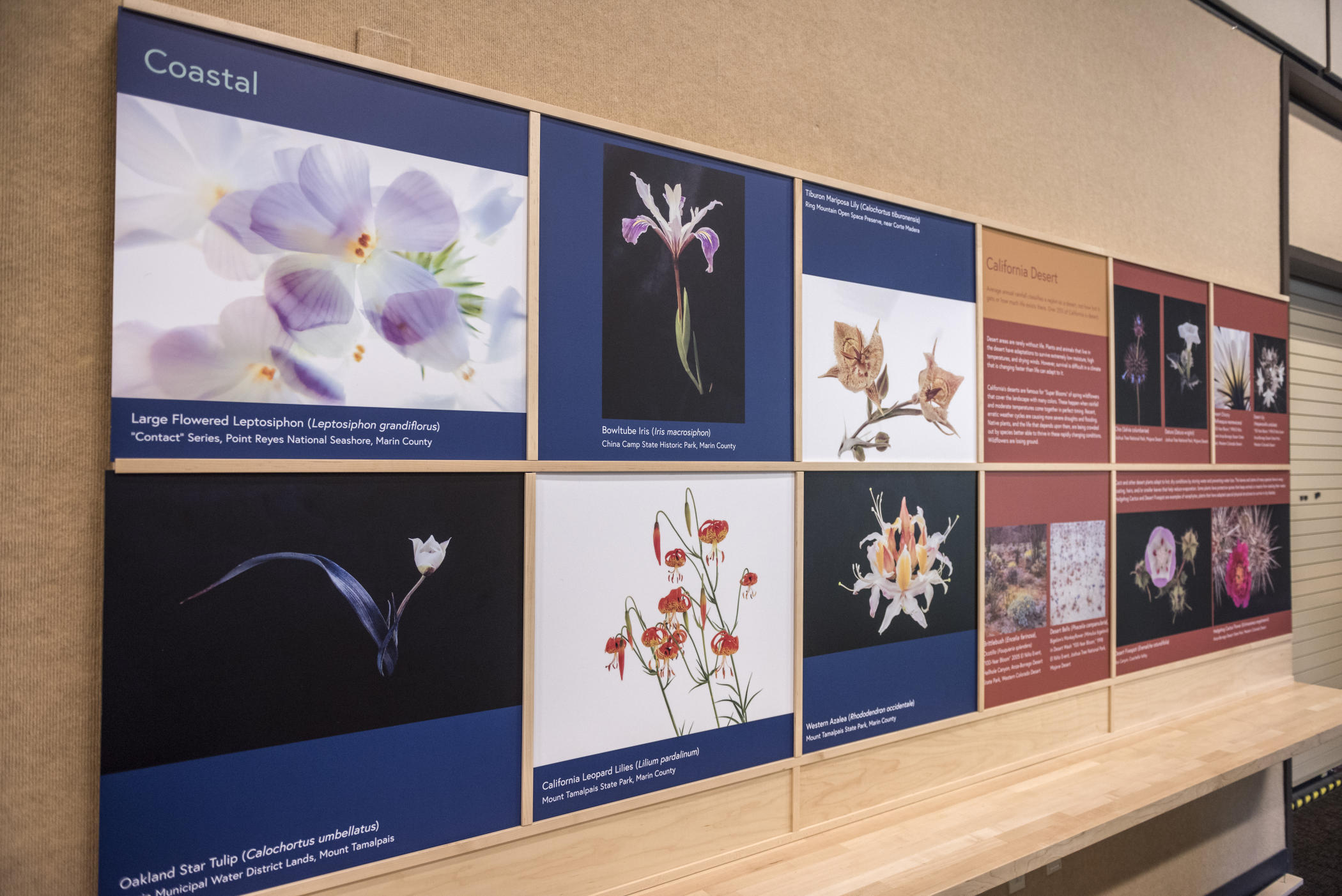 One of the Gateway Science Museum's new exhibits, "Beauty and The Beast: California Wildflowers and Climate Change," will be on display in the Newberry Gallery through summer 2019.