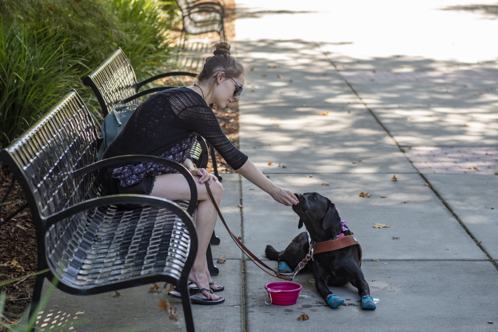 Olivia holds out a treat to Tartan while they rest in the shade near a campus bench with a bowl of water.