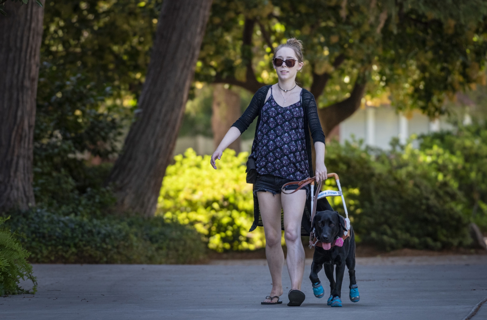 Olivia Merz walks on a campus path holding onto the handle of her Guide Dogs for the Blind companion, a black lab wearing blue booties.