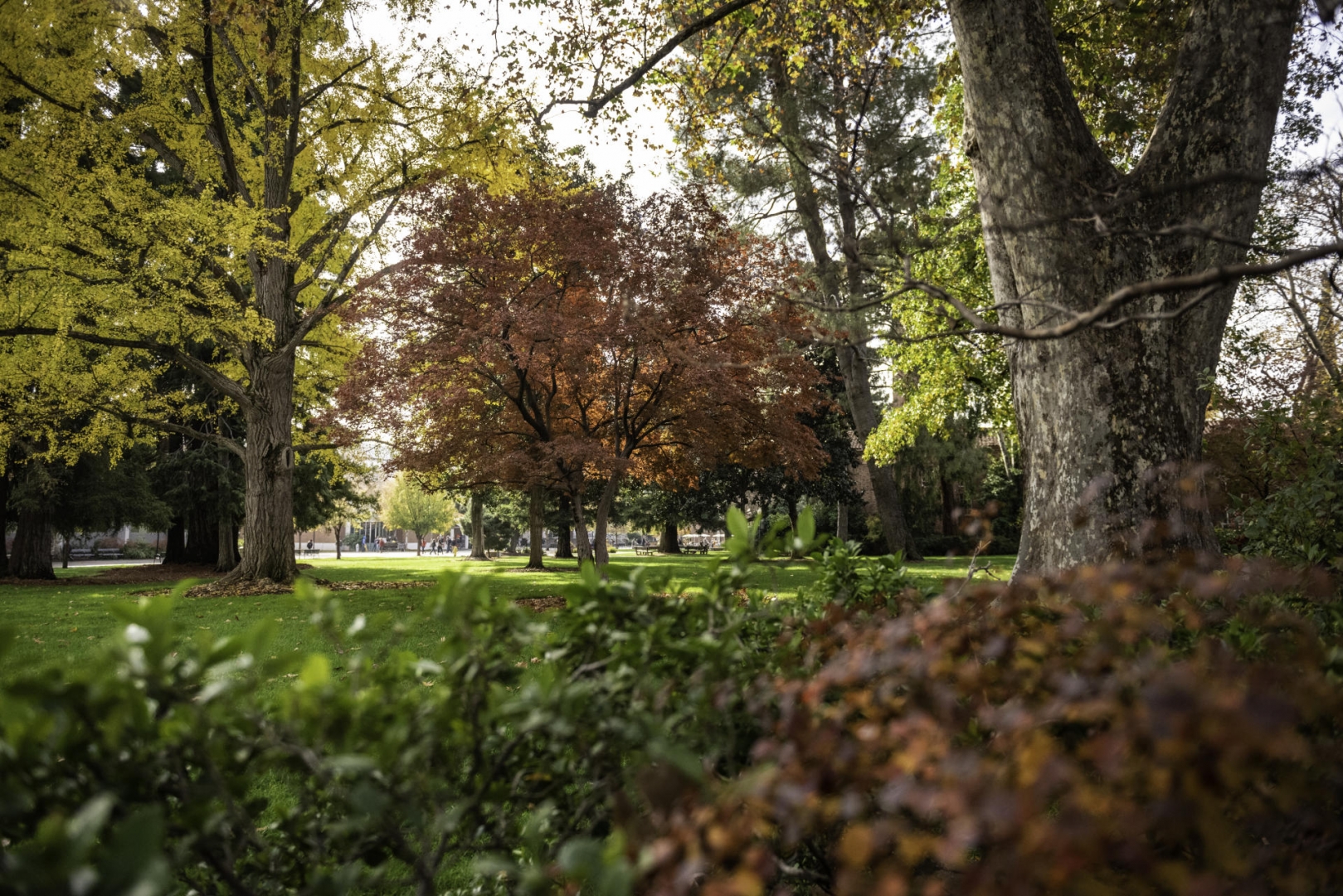 Trees await the full dropping of their leaves on the green grass of the Kendall Hall lawn.