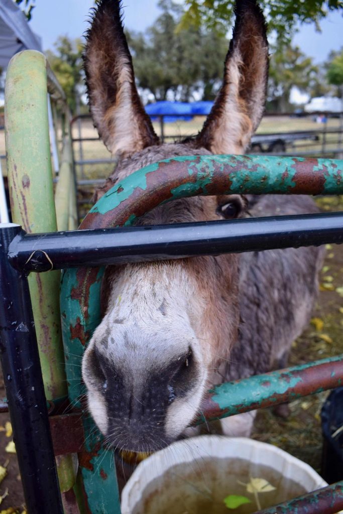 A donkey peers through a gate.