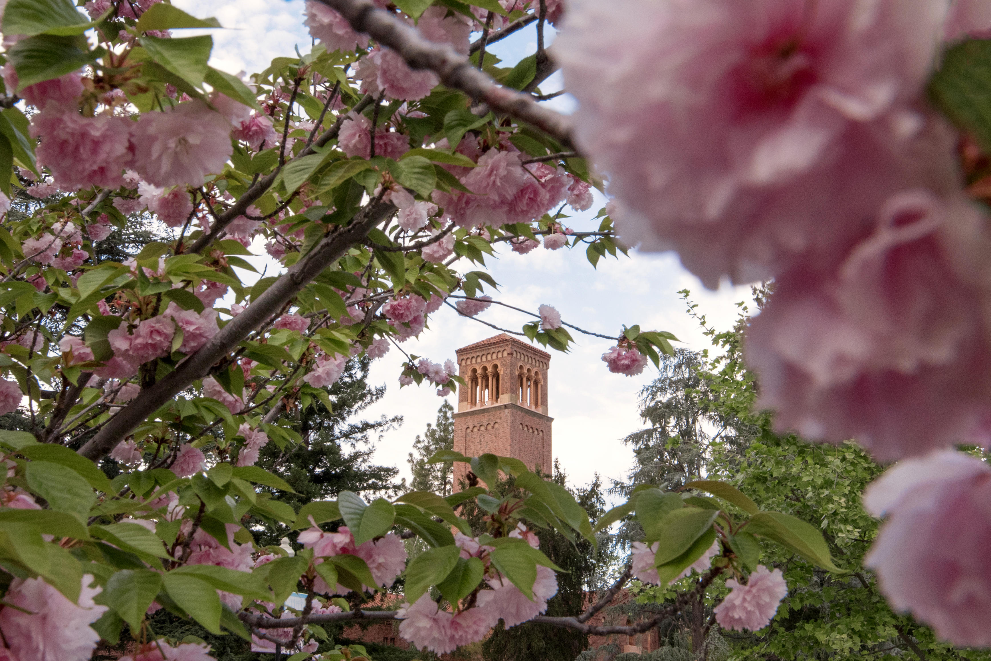 The Trinity Hall bell tower is seen through a burst of pink petals and bright greenery.