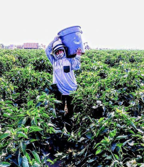 Apolinar is covered head to toe in clothing to protect from the sun as she hoists a plastic bin on her shoulders while harvesting bell peppers in a field.