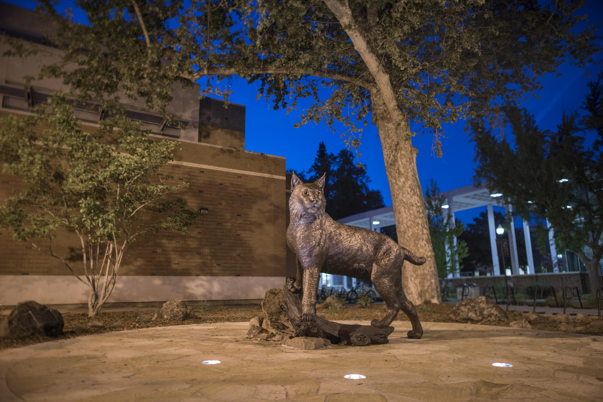 The Wildcat Statue stands proudly in Wildcat Plaza during spring evening.