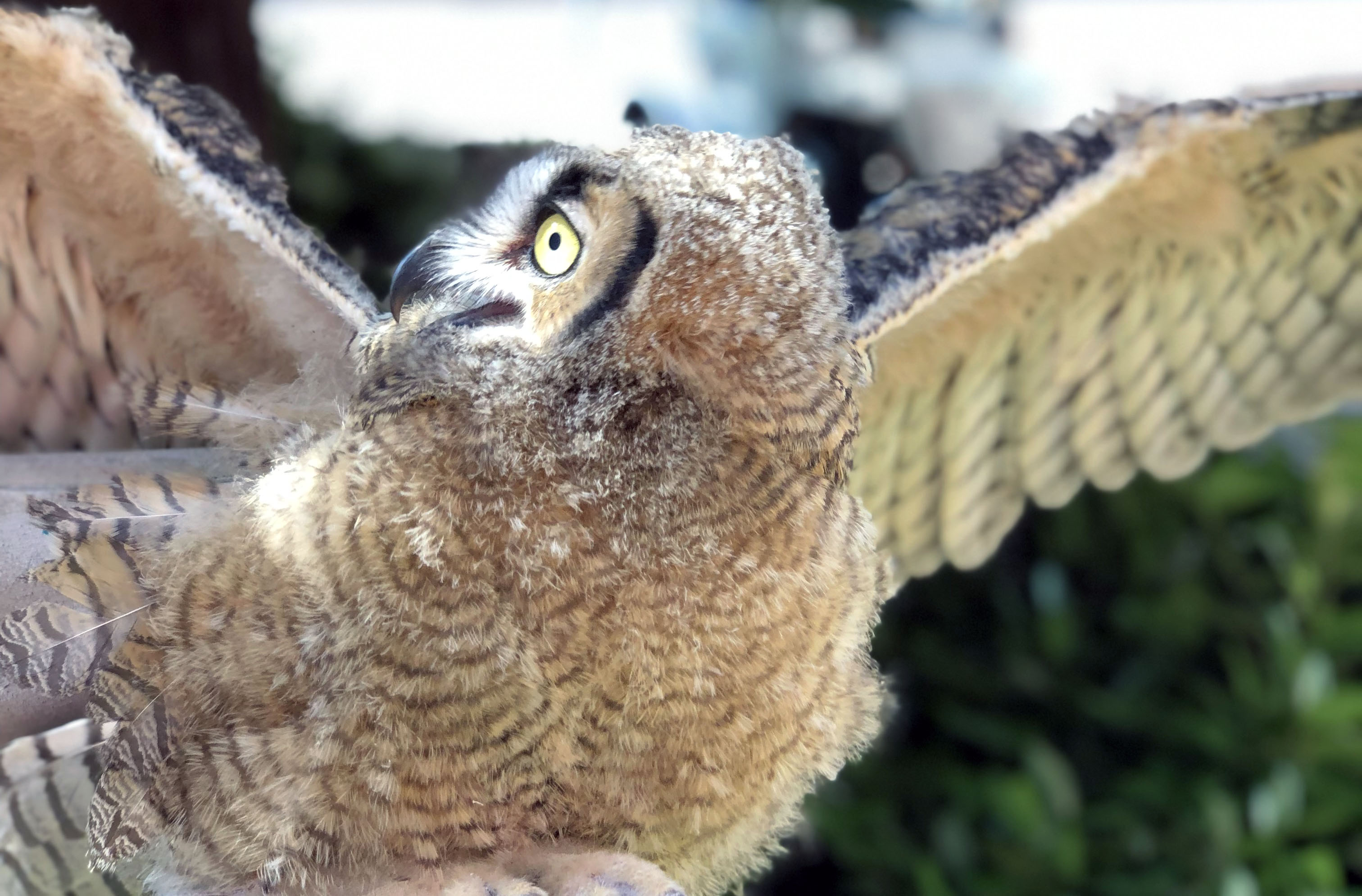 A great horned owl flaps its wings.