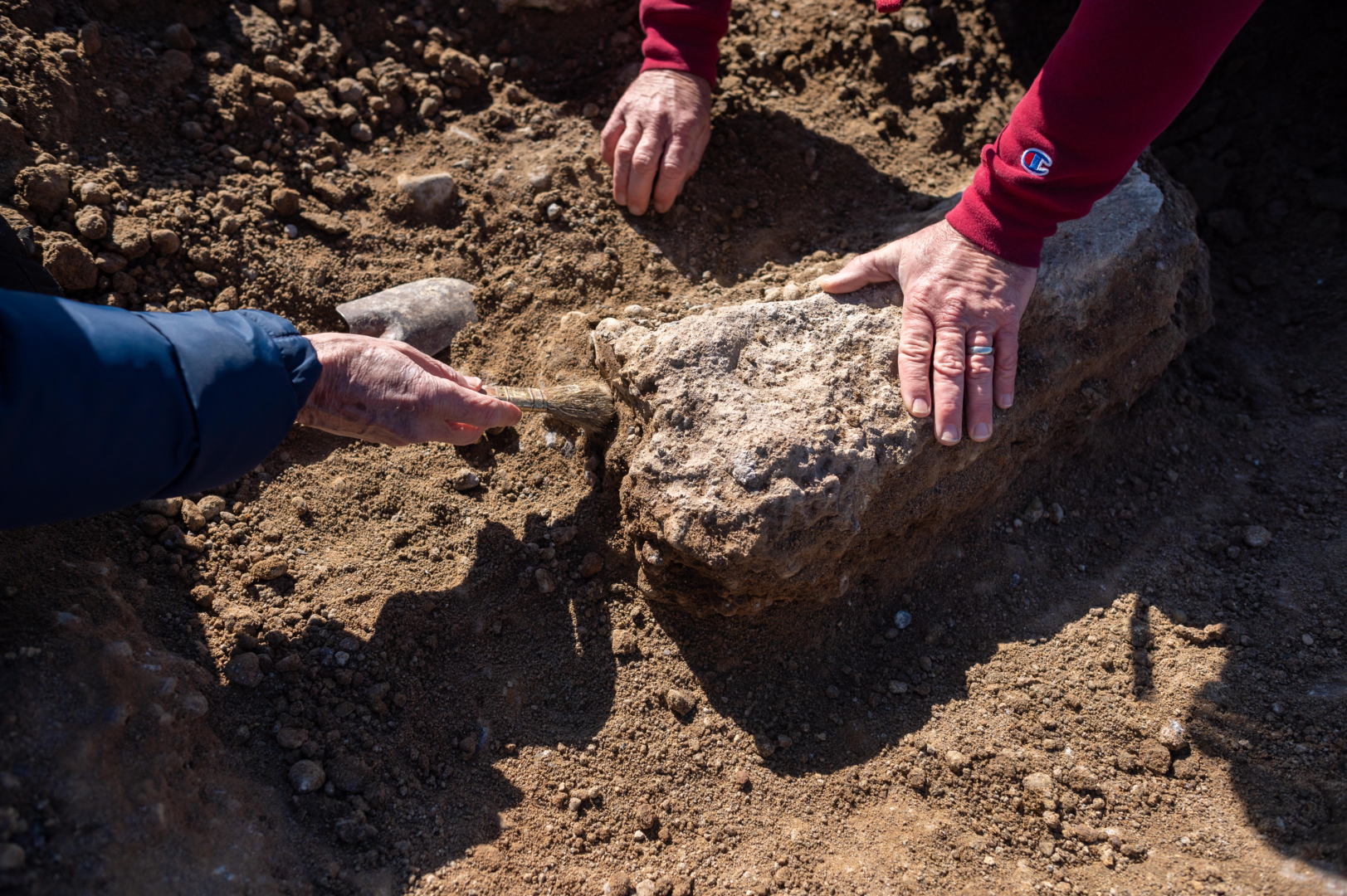 Hands brush soil away from a large bone encased in the soil.