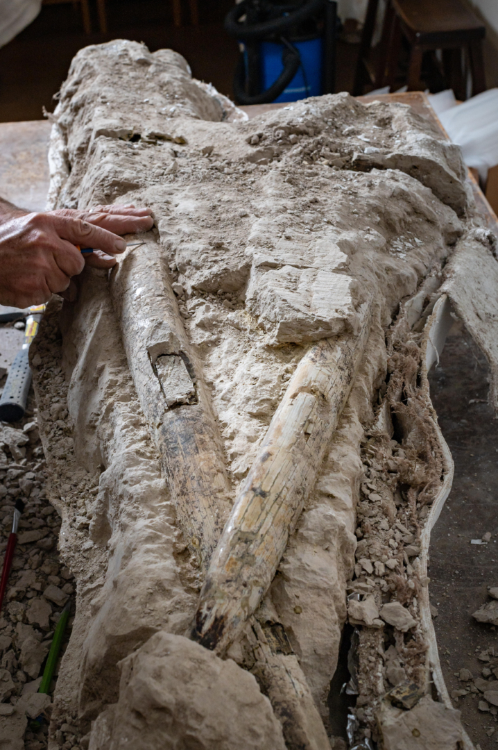 Hands scrape dirt away from 6-foot-long fossilized mastodon tusks encased in soil.