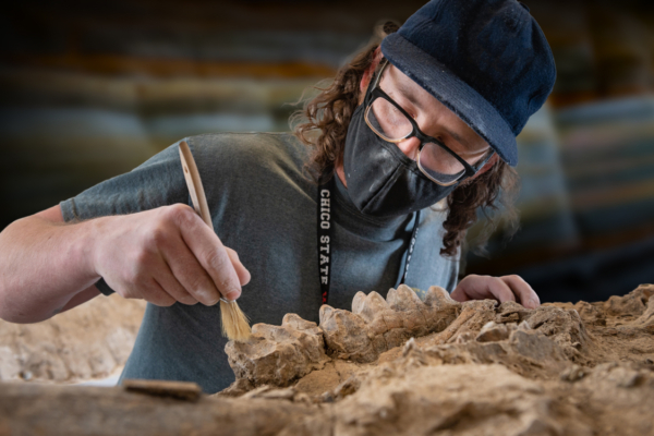 Sean Nies uses a paintbrush to brush soil away from mastodon teeth.