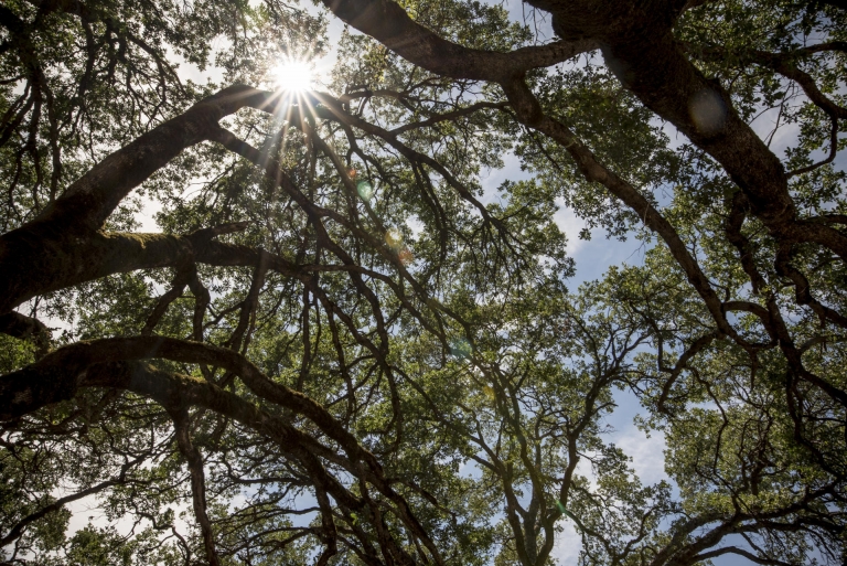 Looking up from the ground, the sun's rays break through the forest's canopy.