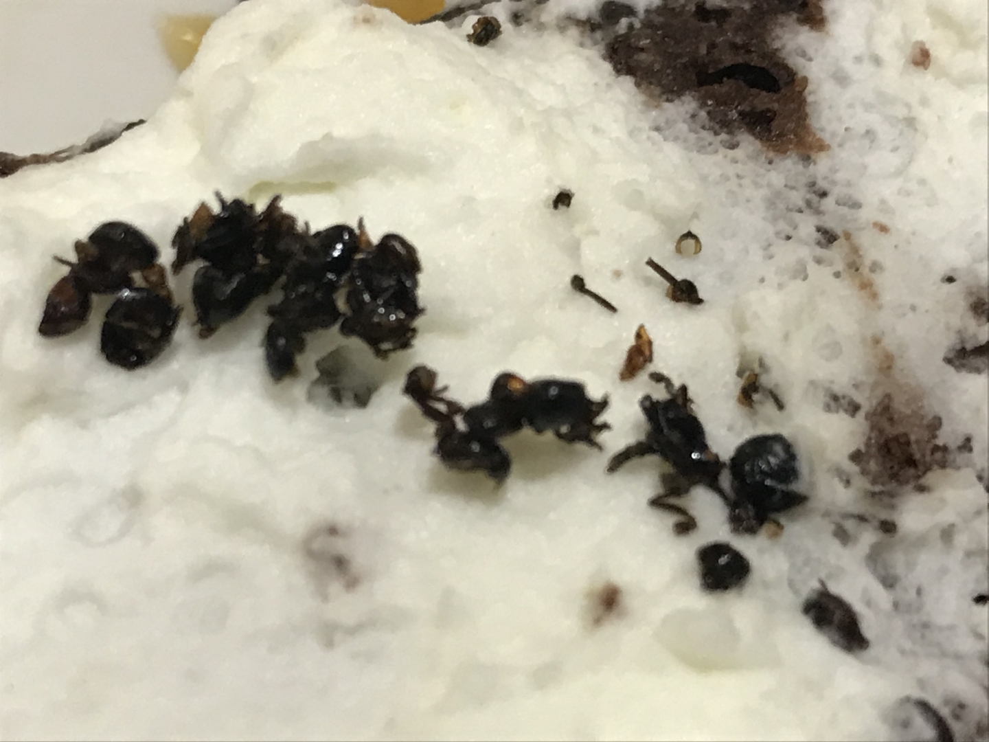 Black ants are set upon white vanilla frosting on a brownie.
