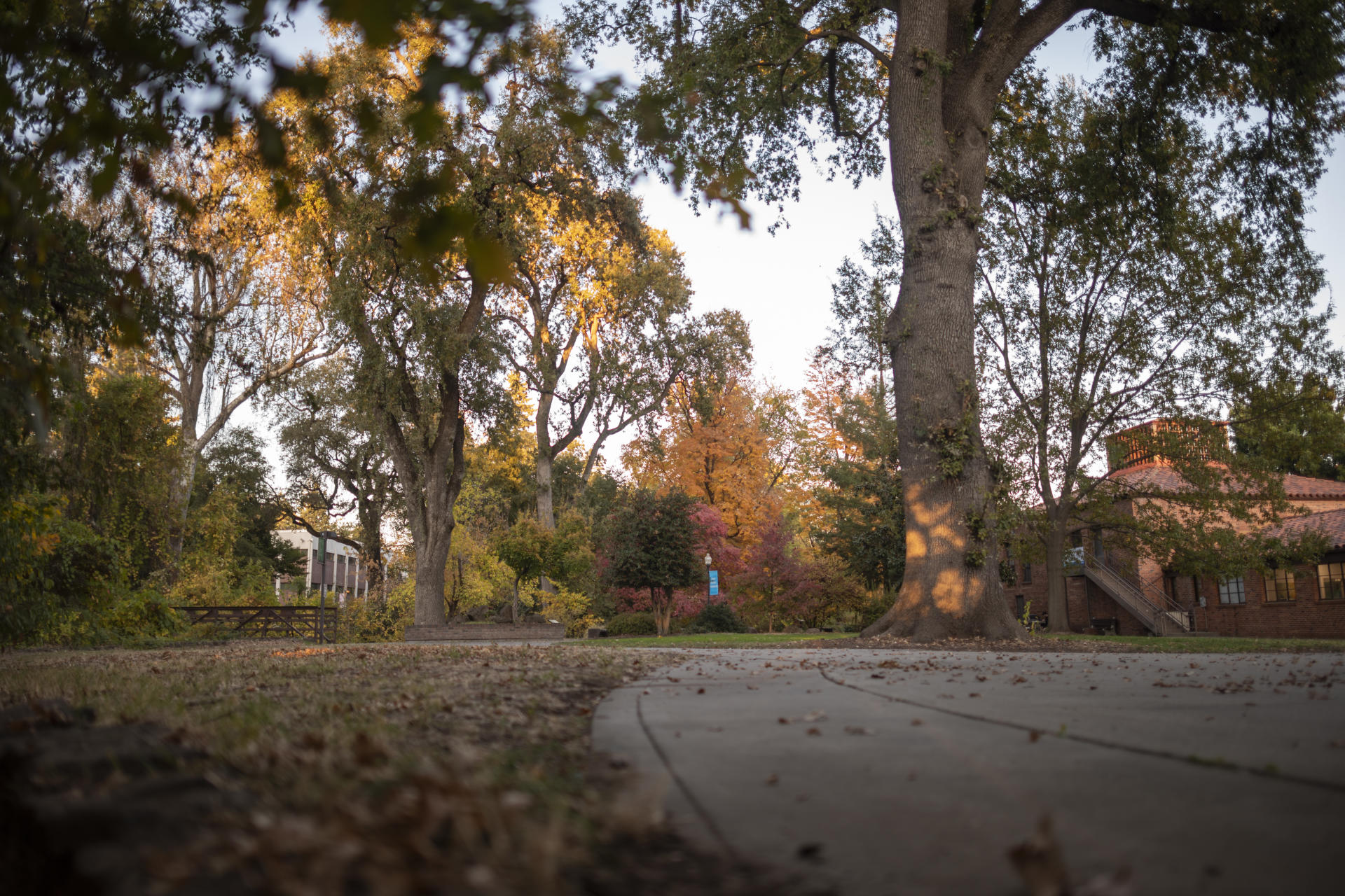 A sidewalk winds through campus and past large, majestic trees and leaves reflecting the fall season.