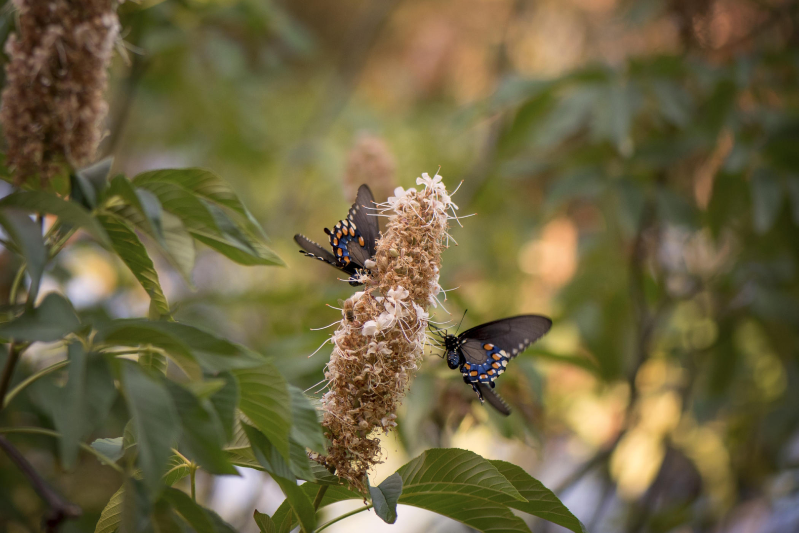Swallowtail butterflies draw nectar from the blossoms of a buckeye tree.