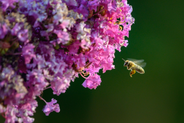 A bee in flight prepares to land on a branch of purple flowers.