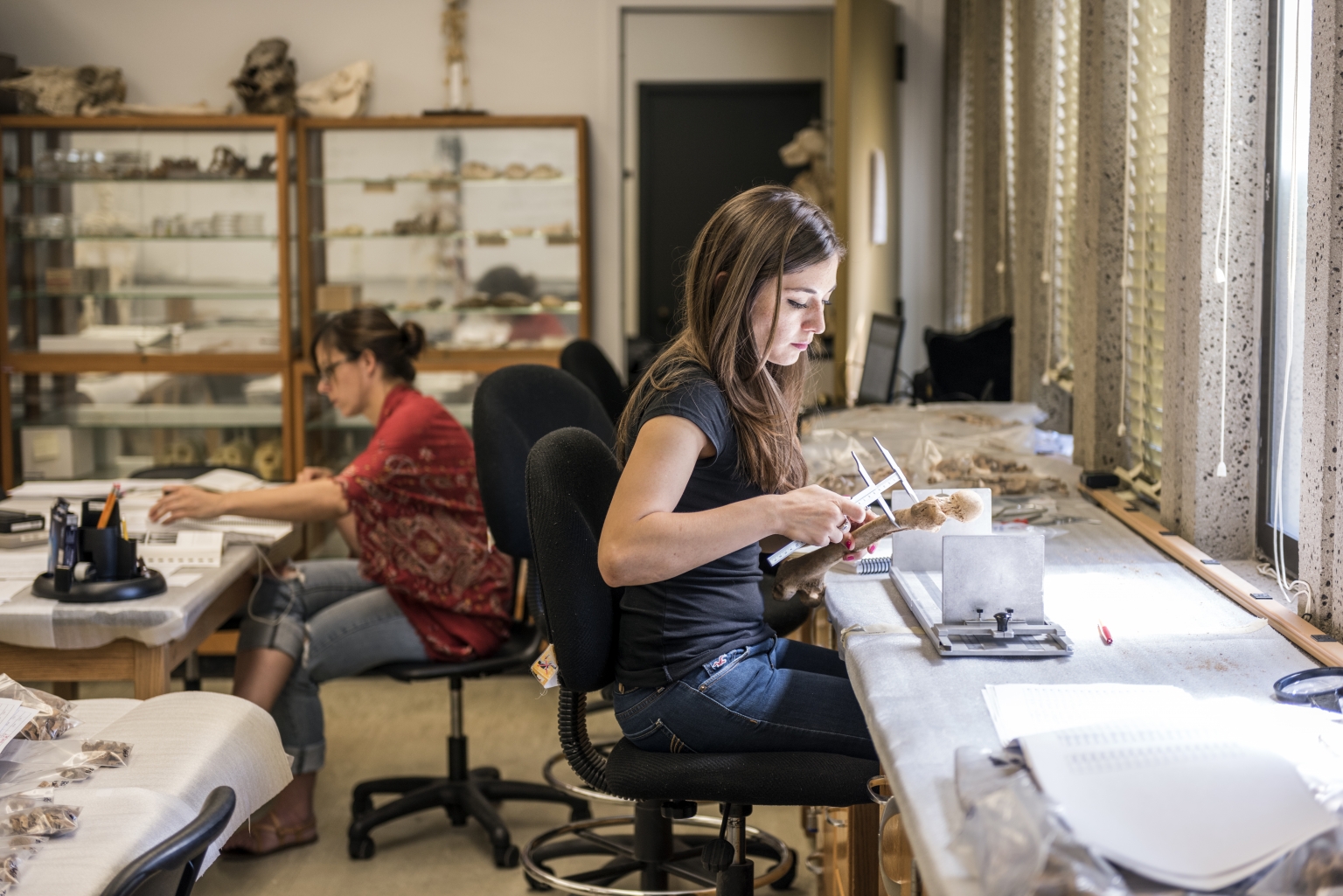 Forensic Anthropology graduate students Heather MacInnes, 33 (left) and Martha Diaz, 24, (right) work on human bones Human Identification Laboratory on Thursday, July 21, 2016 in Chico, Calif. The Human Identification Laboratory provides forensic anthropology services to state and federal law enforcement, medical examiners and attorneys. These services include search and recovery of human remains, skeletal analysis for the purposes of identification and trauma analysis. (Jason Halley/University Photographer)