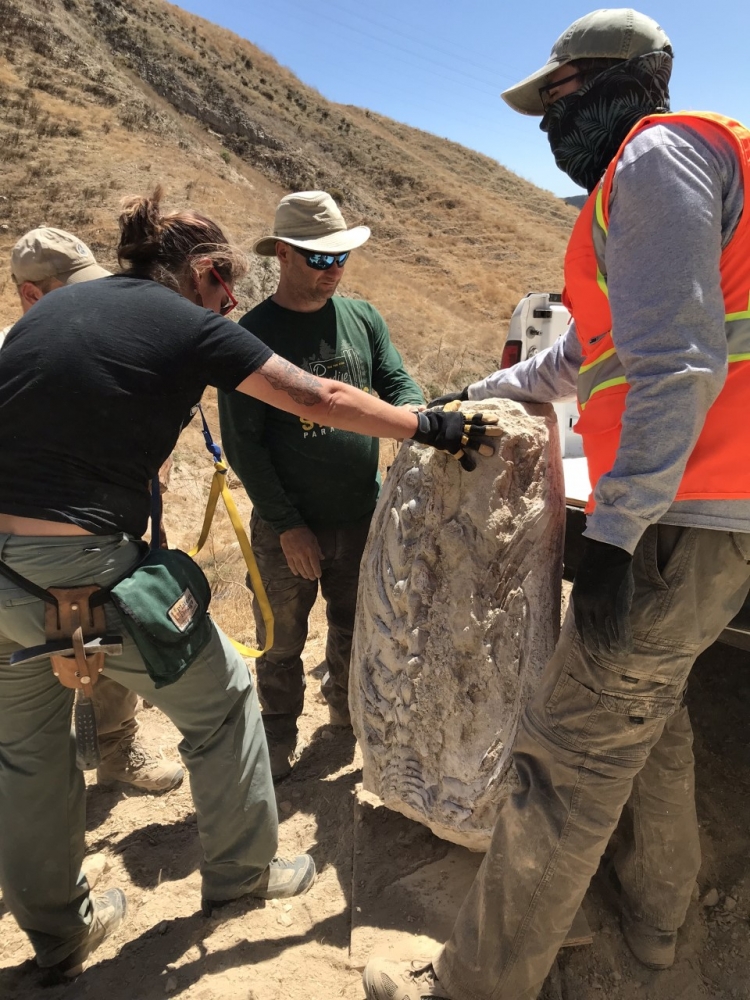 Russell Shapiro's dig crew takes a closer look at the 15-million-year-old mystery fossil while on location in Simi Valley. 